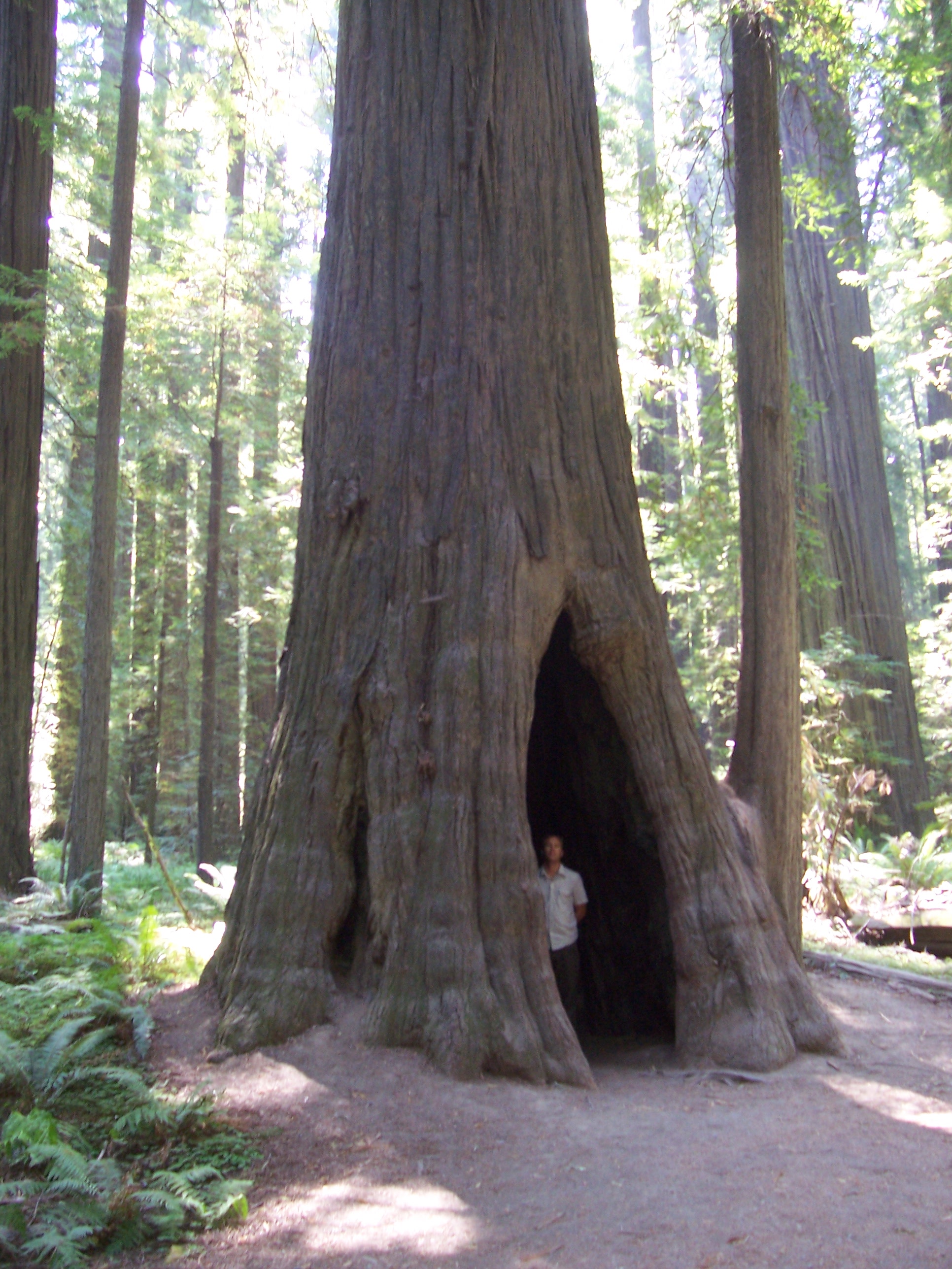 Loading Giant Redwood Tree ...